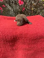 Delaney, a  Miniature Aussiedoodle for sale in Evensville, TN – Photo 7 of 8