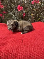 Nico, a  Miniature Aussiedoodle for sale in Evensville, TN – Photo 3 of 6