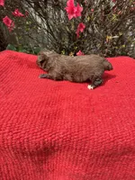 Delaney, a  Miniature Aussiedoodle for sale in Evensville, TN – Photo 5 of 8