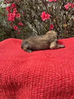 Nico, a  Miniature Aussiedoodle for sale in Evensville, TN – Photo 4 of 6