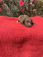 Delaney, a  Miniature Aussiedoodle for sale in Evensville, TN – Photo 4 of 8