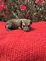 Nico, a  Miniature Aussiedoodle for sale in Evensville, TN – Photo 5 of 6