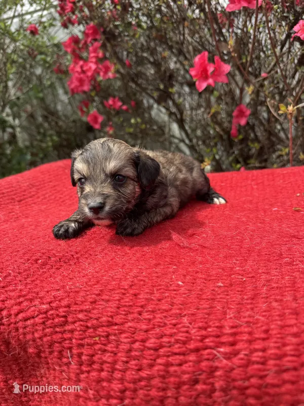 Nico – Miniature Aussiedoodle puppy for sale in Evensville, TN
