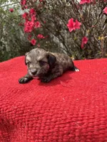 Nico, a  Miniature Aussiedoodle for sale in Evensville, TN – Photo 1 of 6