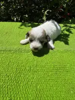 Lassy, a female Schnoodle for sale in Evensville, TN – 5 of 8