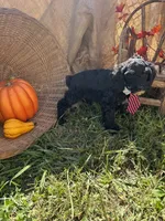 River, a male Miniature Schnauzer and Poodle - Miniature  for sale in Evensville, TN – 5 of 6