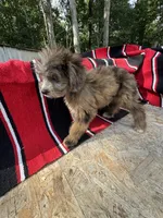 Zebra Cake, a male Miniature Aussiedoodle for sale in Evensville, TN – 6 of 7