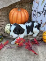 Nessie, a female English Springer Spaniel for sale in Evensville, TN – 9 of 9