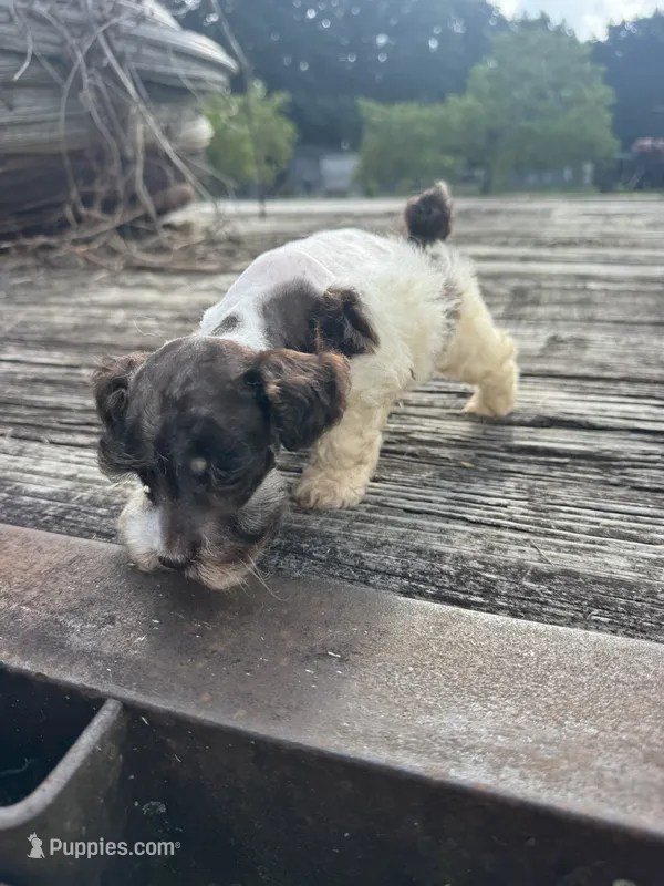 Precision – Schnoodle puppy for sale in Evensville, TN