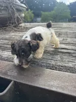 Precision, a female Schnoodle for sale in Evensville, TN – 1 of 7