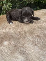 Alara, a female Miniature Aussiedoodle for sale in Evensville, TN – 4 of 6