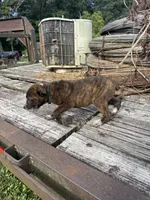 Scout, a female Australian Cattle Dog for sale in Evensville, TN – 9 of 9