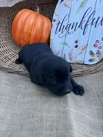 Odeliah, a female Labrador Retriever for sale in Evensville, TN – 2 of 7