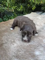 Arlo, a male Miniature Aussiedoodle for sale in Evensville, TN – 2 of 9
