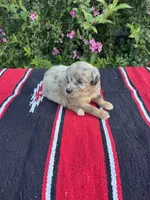 Honey Bun, a female Miniature Aussiedoodle for sale in Evensville, TN – 2 of 6
