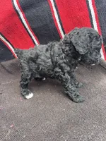 River, a male Miniature Schnauzer and Poodle - Miniature  for sale in Evensville, TN – 9 of 10