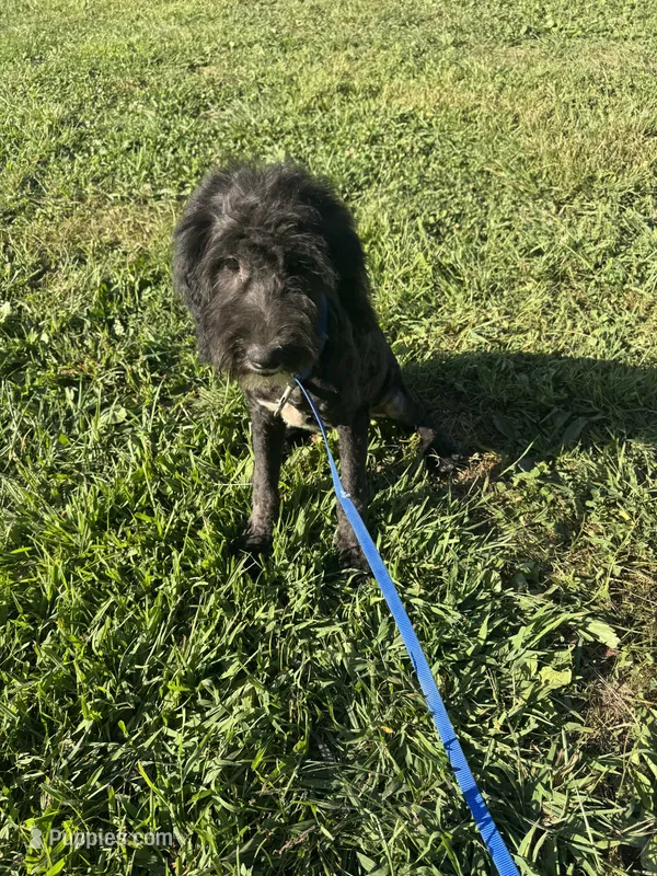 Iris – Sheepadoodle puppy for sale in Evensville, TN