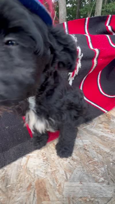 Richie, a male Schnoodle for sale in Evensville, TN – 7 of 7