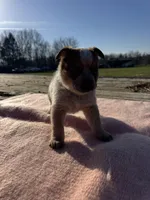 Tara, a female Australian Cattle Dog for sale in Evensville, TN – Photo 7 of 9