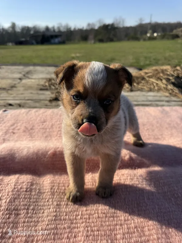 Tara – Australian Cattle Dog puppy for sale in Evensville, TN
