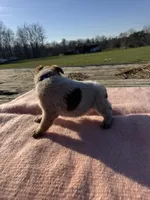 Tara, a female Australian Cattle Dog for sale in Evensville, TN – Photo 6 of 9