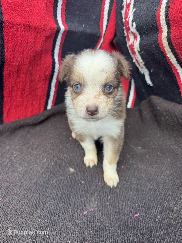 Cranberry, a female Miniature Australian Shepherd for sale in Evensville, TN – 1 of 6