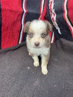 Cranberry, a female Miniature Australian Shepherd for sale in Evensville, TN – 1 of 6