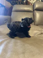 Martini, a female Schnoodle for sale in Evensville, TN – Photo 6 of 6