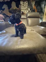 Martini, a female Schnoodle for sale in Evensville, TN – Photo 3 of 6