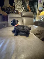 Martini, a female Schnoodle for sale in Evensville, TN – Photo 4 of 6