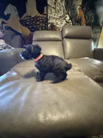 Martini, a female Schnoodle for sale in Evensville, TN – Photo 5 of 6
