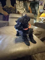 Martini, a female Schnoodle for sale in Evensville, TN – Photo 2 of 6