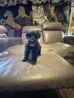 Martini, a female Schnoodle for sale in Evensville, TN – Photo 1 of 6