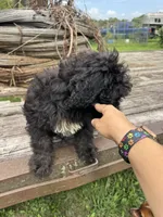 Iris, a female Sheepadoodle for sale in Evensville, TN – 2 of 9