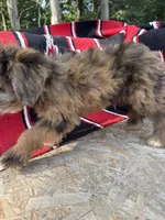 Zebra Cake, a male Miniature Aussiedoodle for sale in Evensville, TN – 2 of 7