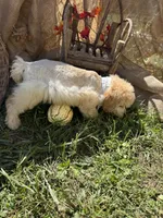 Creek, a male Miniature Schnauzer and Poodle - Miniature  for sale in Evensville, TN – 3 of 7