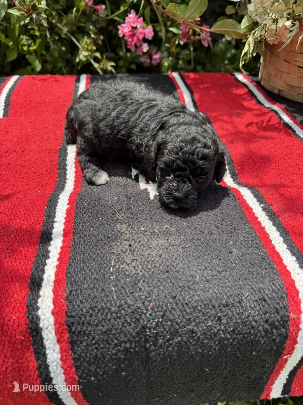 Daliha, a female Poodle - Miniature  for sale in Evensville, TN – 1 of 6