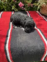 Daliha, a female Poodle - Miniature  for sale in Evensville, TN – 1 of 6