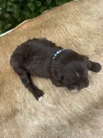 Alara, a female Miniature Aussiedoodle for sale in Evensville, TN – 6 of 6