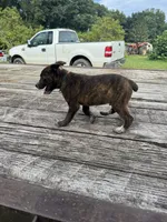 Scout, a female Australian Cattle Dog for sale in Evensville, TN – 6 of 9