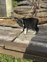 Willow, a female Australian Cattle Dog for sale in Evensville, TN – 6 of 10