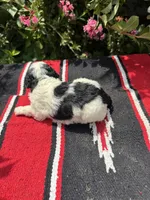 Citation, a female Poodle - Miniature  for sale in Evensville, TN – 4 of 7