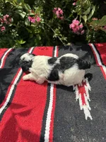 Citation, a female Poodle - Miniature  for sale in Evensville, TN – 6 of 7