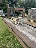 Boomer, a female Australian Cattle Dog for sale in Evensville, TN – 4 of 10