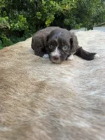 Arlo, a male Miniature Aussiedoodle for sale in Evensville, TN – 4 of 9