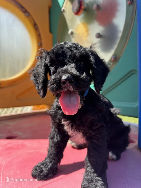 River – Miniature Schnauzer, Poodle - Miniature  puppy for sale in Evensville, TN