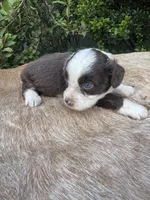 Brody, a male Miniature Aussiedoodle for sale in Evensville, TN – 7 of 7