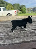 Willow, a female Australian Cattle Dog for sale in Evensville, TN – 2 of 10