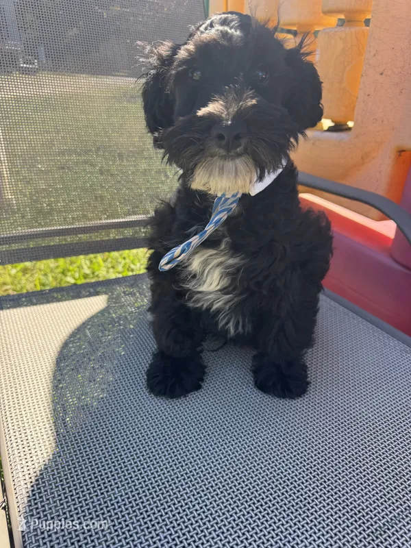 Richie – Schnoodle puppy for sale in Evensville, TN