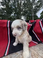 Koa, a male Miniature Aussiedoodle for sale in Evensville, TN – 6 of 7